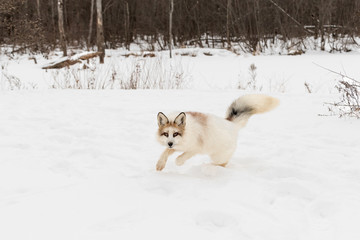 Red Marble Fox (Vulpes vulpes) Bounces Forward