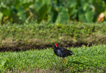 black rail within taro fields kauai,hawaii