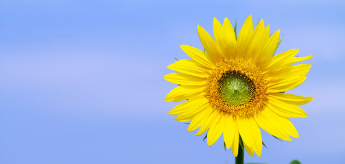 Obraz premium Wunderschöne Sonnenblume
