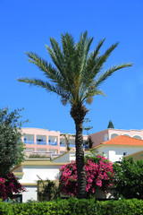 Piękna palma na tle błękitnego nieba, kwiatów i pięknej architektury w Grecji.
