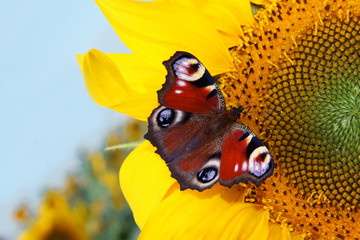 Wunderschöne Sonnenblume mit einem Schmetterling