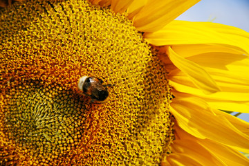 Wunderschöne Sonnenblume mit einer Biene