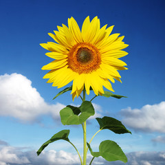 Naklejka premium Wunderschöne Sonnenblume