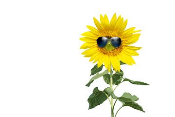 Obraz premium Sonnenblume mit Sonnenbrille auf weissem Hintergrund
