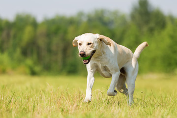 labrador runs on the meadow