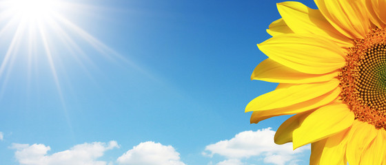 Obraz premium Wunderschöne Sonnenblume