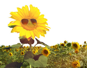 Fototapeta premium Sonnenblume mit Sonnenbrille auf weissem Hintergrund