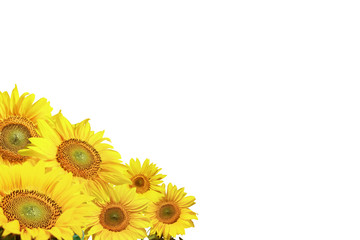 Sonnenblumen auf weissem Hintergrund