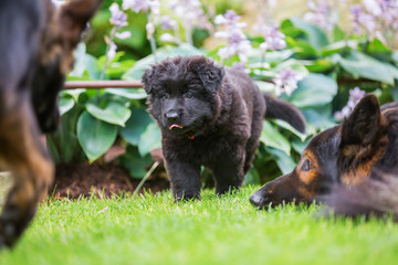 old German Shepherd puppy between adults