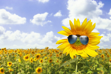 Obraz premium Sonnenblume mit Sonnenbrille