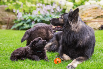 German shepherd lies with a puppy on the lawn