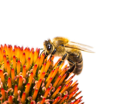 Bee collecting nectar at a conflower blossom