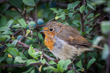 Cute little fluffy European robin bird perched on branch twig in the bushes
