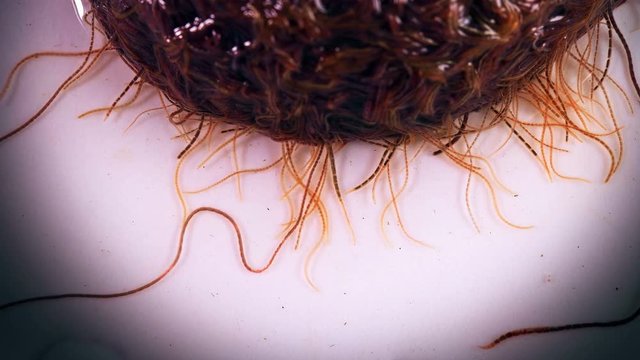 larvae as a single body squirm and react to the environment