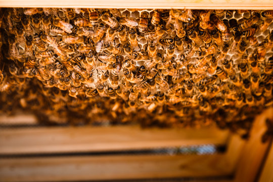 Bienen im Bienenstock