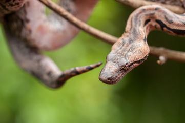 Python, Madagascar