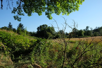 Trees and a meadow at Champoeg State Park in Oregon