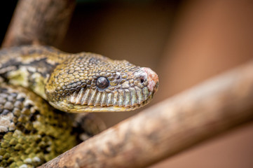 Madagascar