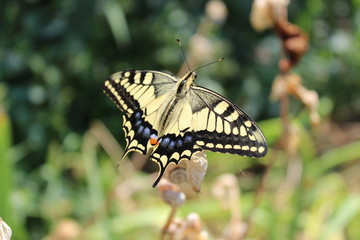 Butterfly Papilionidae