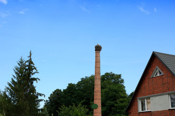 Bociany na wysokim kominie, fragment domu i dachu.