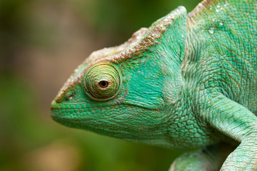 Chameleon, Madagascar
