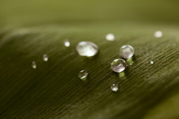 Water drops on green leaf, closeup