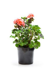 Colorful  Geranium flowers in a black flowerpot isolated on white