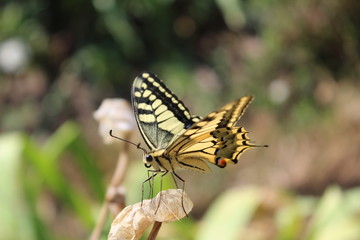 Butterfly Papilionidae