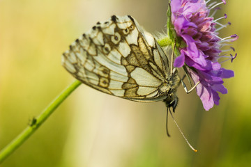 The marbled white - Melanargia galathea
