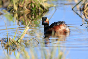 Black-necked Grebe (Podiceps nigricollis, Podiceps caspicus)