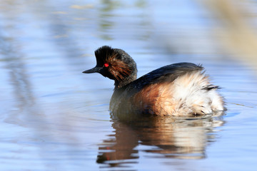 Black-necked Grebe (Podiceps nigricollis, Podiceps caspicus)