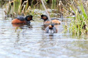 Black-necked Grebe (Podiceps nigricollis, Podiceps caspicus)