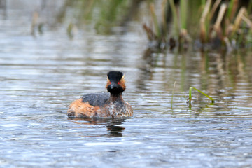 Black-necked Grebe (Podiceps nigricollis, Podiceps caspicus)