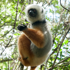 Madagascar