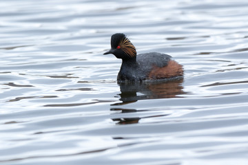 Black-necked Grebe (Podiceps nigricollis, Podiceps caspicus)