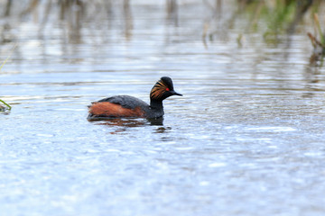 Black-necked Grebe (Podiceps nigricollis, Podiceps caspicus)