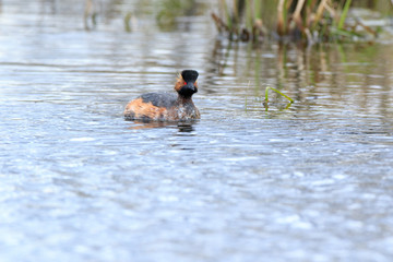 Black-necked Grebe (Podiceps nigricollis, Podiceps caspicus)