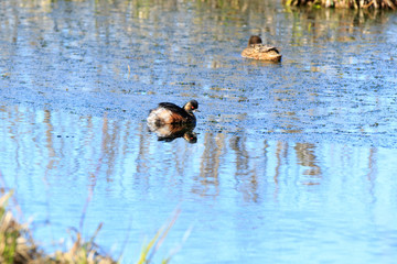 Black-necked Grebe (Podiceps nigricollis, Podiceps caspicus)