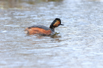Black-necked Grebe (Podiceps nigricollis, Podiceps caspicus)