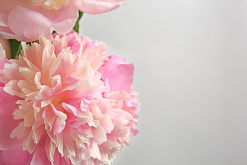 Beautiful peony flowers on light background, closeup