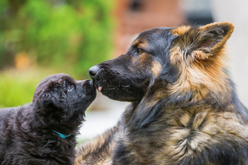 old German shepherd with a puppy