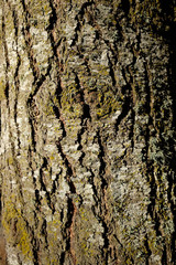 Fototapeta premium Tree Bark at Champoeg State Park in Oregon