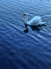 Single white swan floating on beautiful blue lake as background with reflection and ripple on water surface. Abstract: sad, alone, single, dark. Space for text and effect on the bottom and middle.