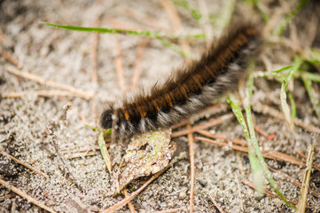 Caterpillar early spring