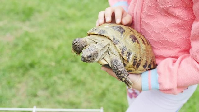 Girl stroking a turtle