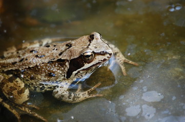 Water frog