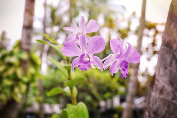 Branch of beautiful blooming orchid outdoors on blurred background