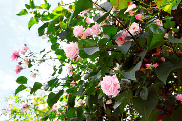 Delicate pink roses on the bush