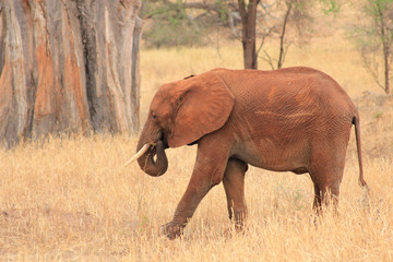 Fototapeta na wymiar Elephant de Tanzanie