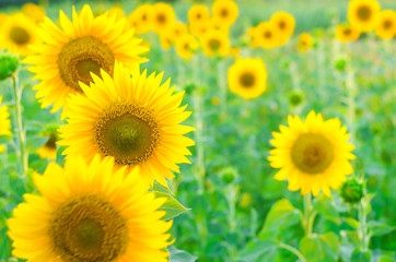 Fototapeta premium Field of bright sunflowers, summer landscape.